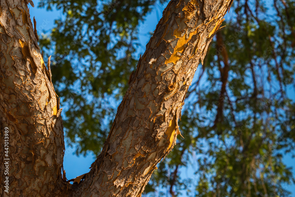 Trees have a big importance for the air we breath e Trees have a big importance for the air we breath e