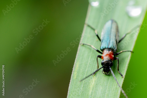 Red Longhorn Beetle (Anoplodera rubra, Stictoleptura rubra, Leptura rubra, Corymbia rubra, Aredolpona ), bir yaprak üzerinde oturan kadın, Almanya, Mecklenburg-Batı Pomeranya