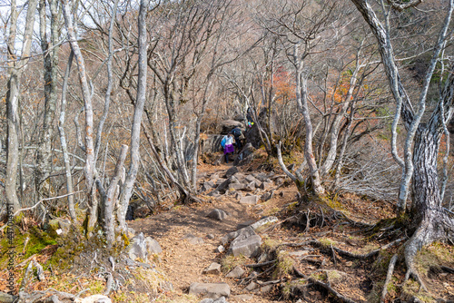 紅葉の季節の群馬県の赤城山の登山道の風景 A view of the trail at Mount Akagi in Gunma Prefecture during the season of autumn leaves.