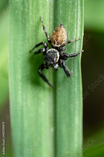 Carrhotus sannio - jumping spider is a family of Salticidae.