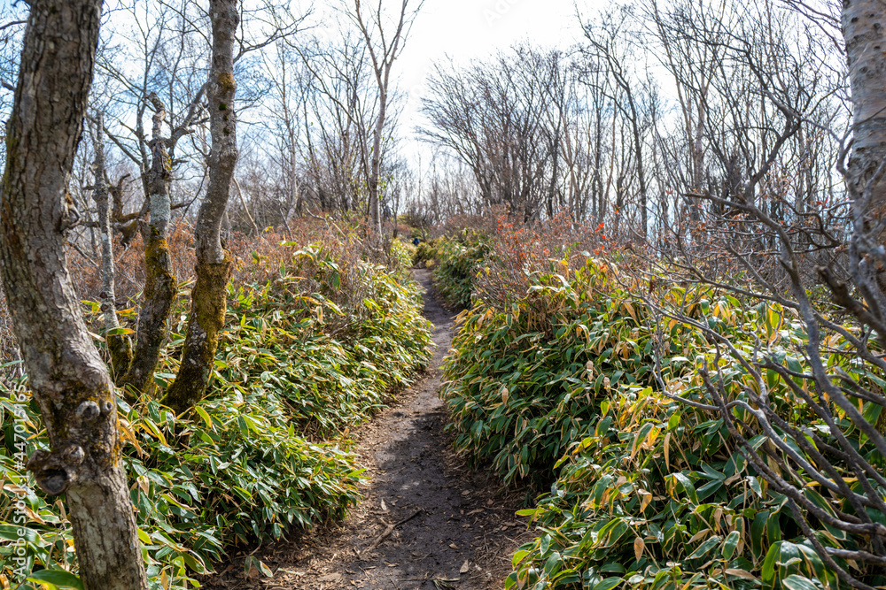 紅葉の季節の群馬県の赤城山の登山道の風景 A view of the trail at Mount Akagi in Gunma Prefecture during the season of autumn leaves. 紅葉の季節の群馬県の赤城山の登山道の風景 A view of the trail at Mount Akagi in Gunma Prefecture during the season of autumn leaves.