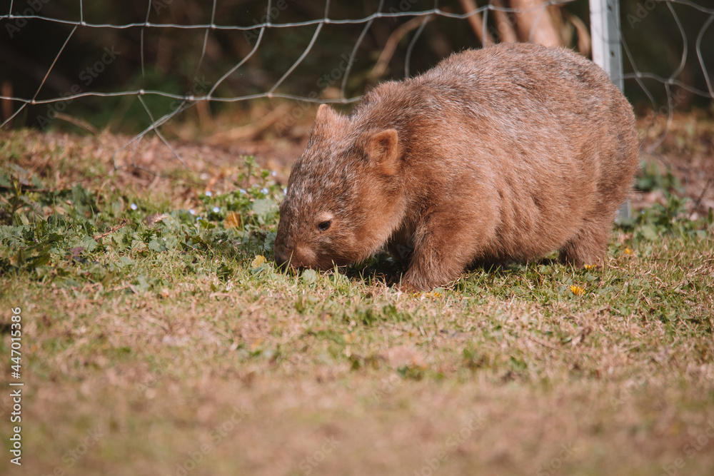 Common wombat, Kangaroo valley, NSW, Australia Common wombat, Kangaroo valley, NSW, Australia