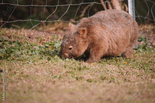 Common wombat, Kangaroo valley, NSW, Australia