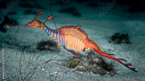 Photography Weedy Sea Dragon, Bicheno Tasmania