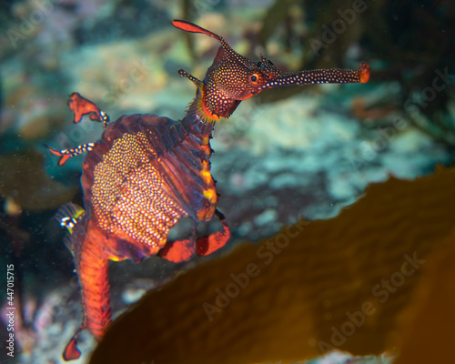 Weedy Sea Dragon, Bicheno Tasmania
