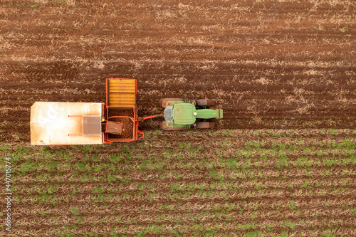Potato harvest Tasmania, Australia