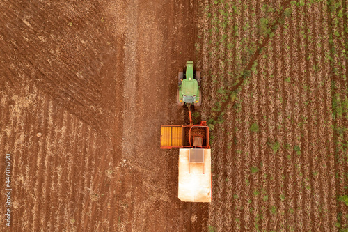 Potato harvest Tasmania, Australia