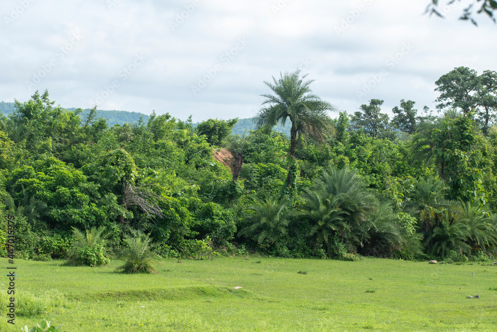 Fototapeta premium Lush Green landscape with Palm Trees