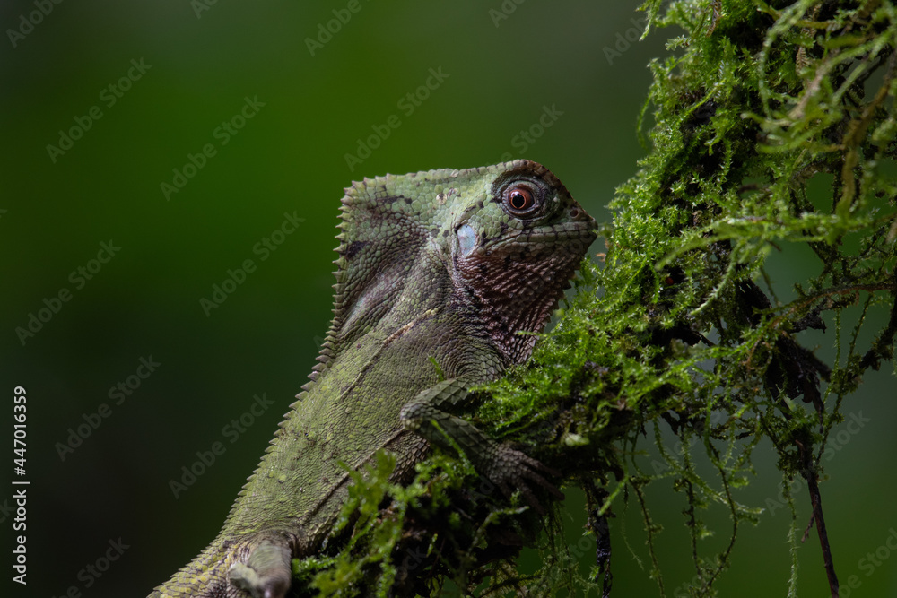 Obraz premium helmeted iguana