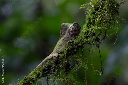 helmeted iguana