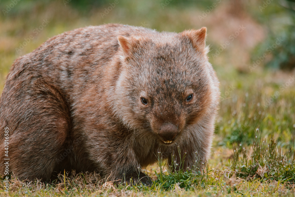 Common wombat, Kangaroo valley, NSW, Australia Common wombat, Kangaroo valley, NSW, Australia