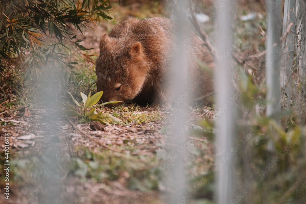 Common wombat, Kangaroo valley, NSW, Australia Common wombat, Kangaroo valley, NSW, Australia