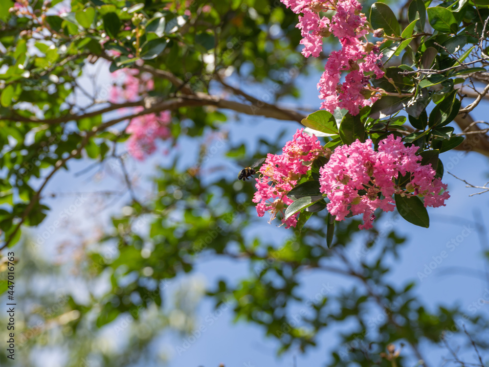 サルスベリの花の蜜を吸う蜂。 サルスベリの花の蜜を吸う蜂。