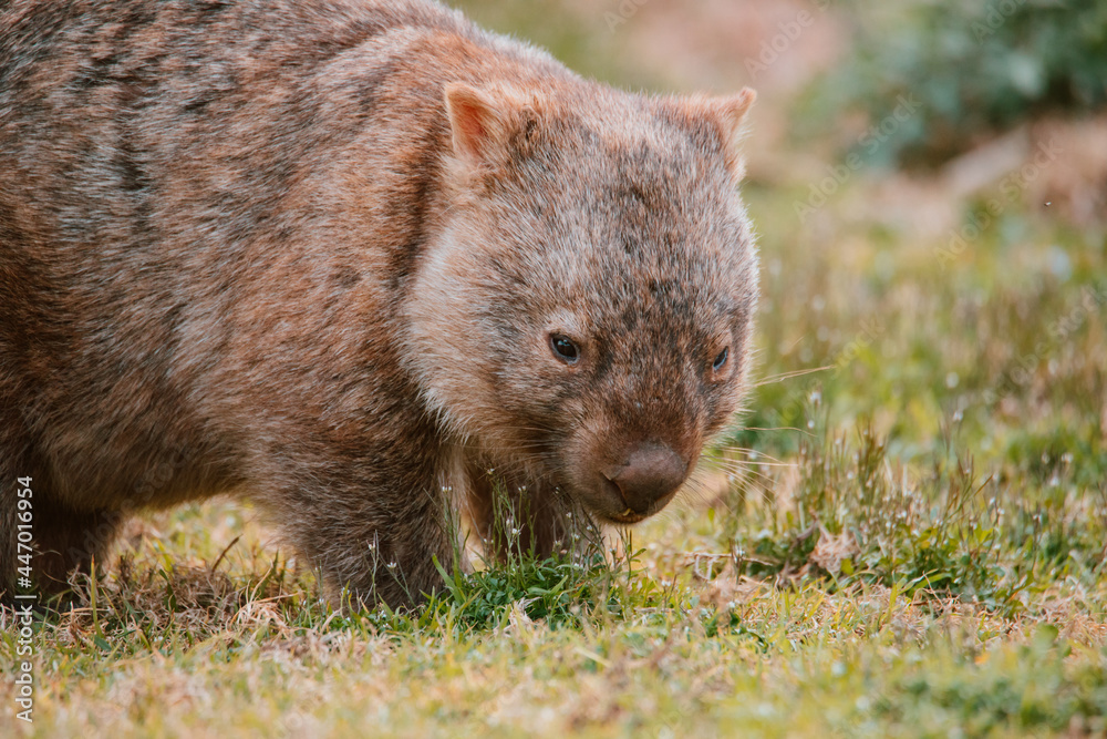 Common wombat, Kangaroo valley, NSW, Australia Common wombat, Kangaroo valley, NSW, Australia