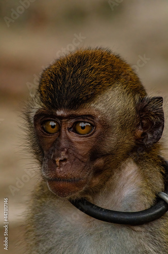 Canvas Print portrait of a macaque