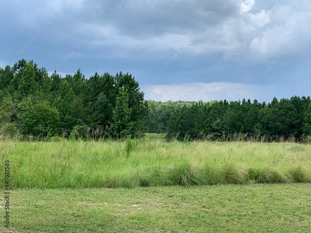 Obraz premium landscape with trees