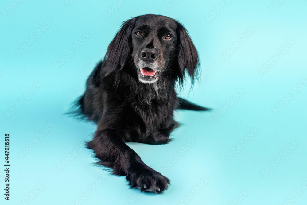Black dog mix on blue background