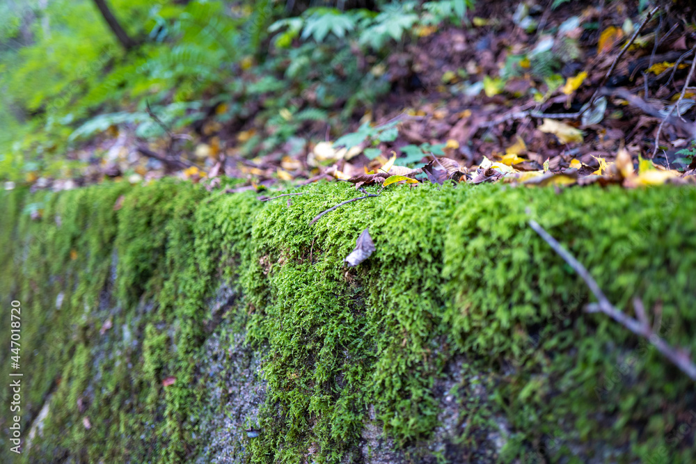 Obraz premium 長野県軽井沢の風景 Scenery of Karuizawa, Nagano Prefecture 