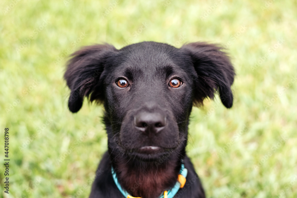 Black puppy in the grass, grass shark. adorable Lab mix.  