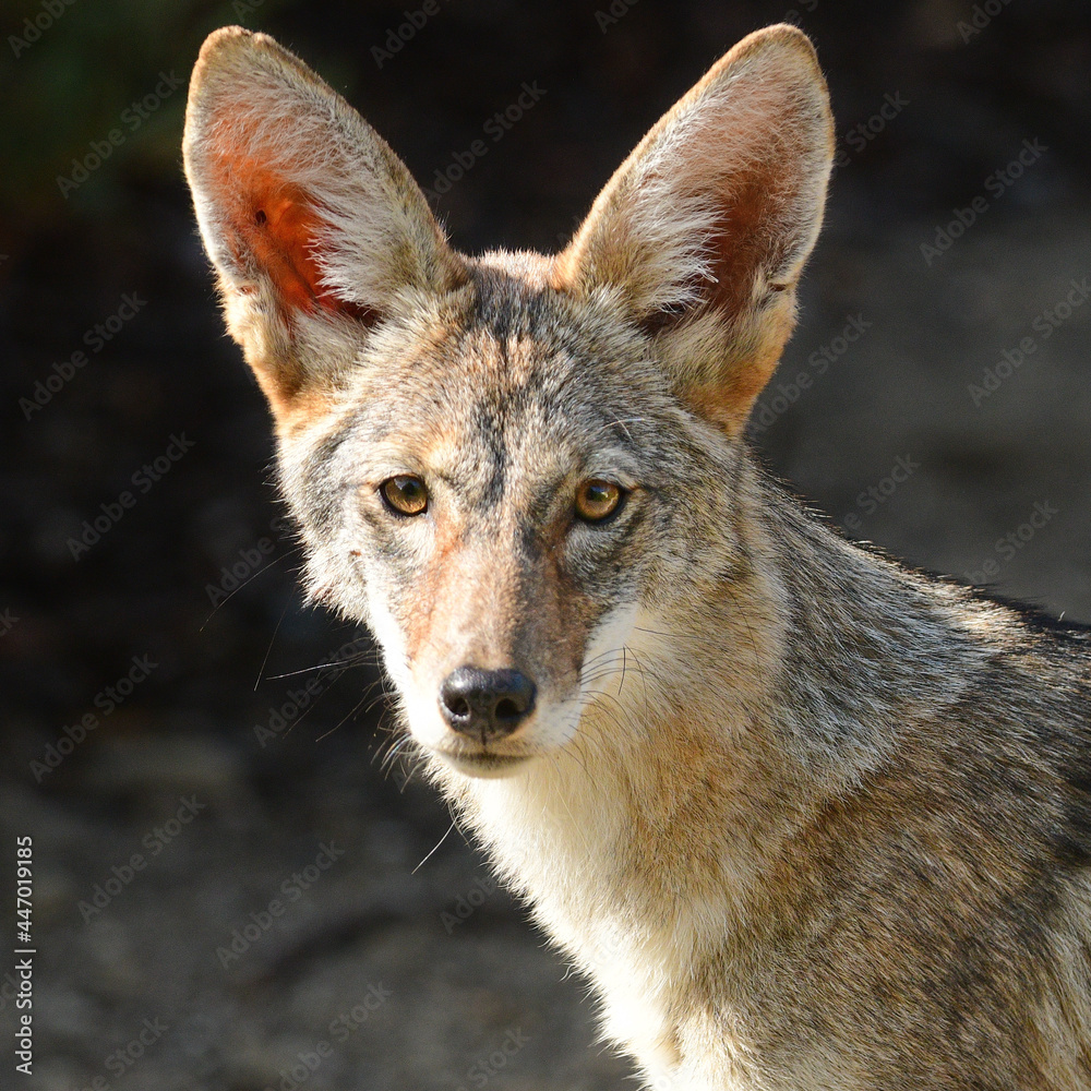 Fototapeta premium Coyote in the Suburban Wilderness