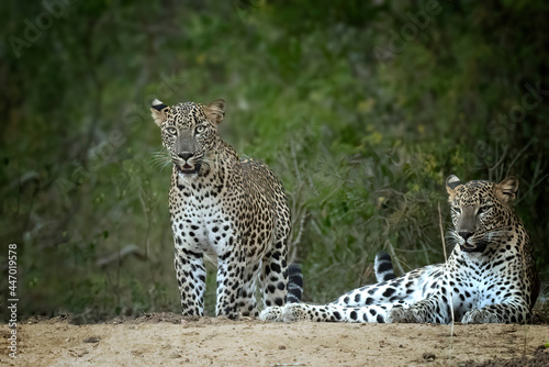 Two leopards resting on the ground