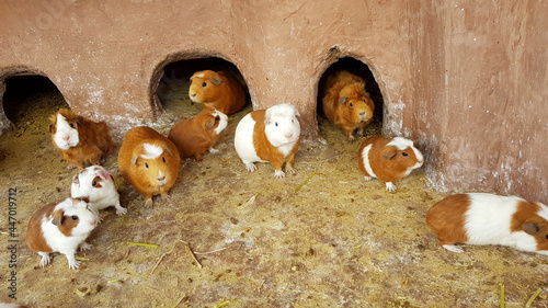 Hamsters y Cuyos photo