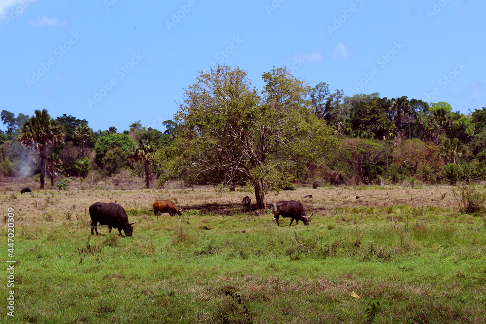 wildebeest in alas purwo national park banyuwangi east java Indonesia 
