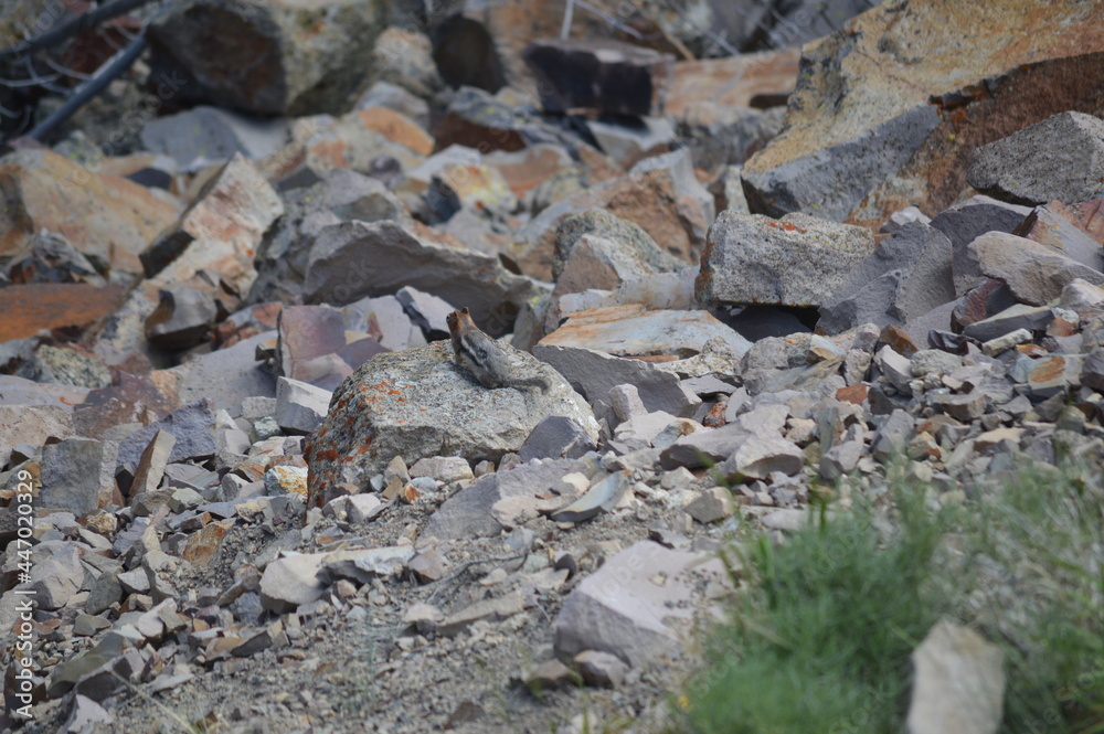 Rocky scene with a small chipmunk Rocky scene with a small chipmunk