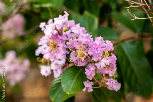 pink and white lilac