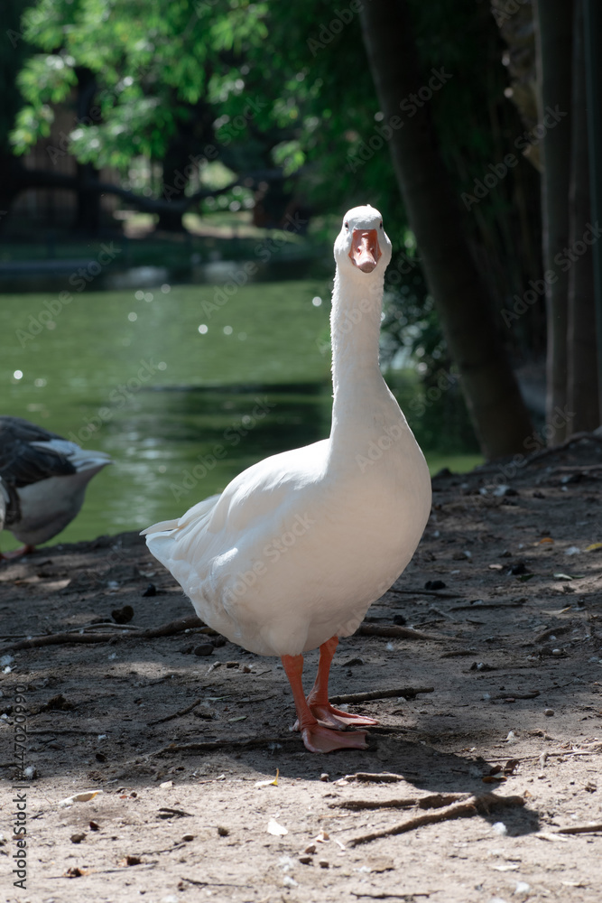 Fototapeta premium White Duck Swimming. White Duck Posing. Ducks Walking. Ducks in Nature.