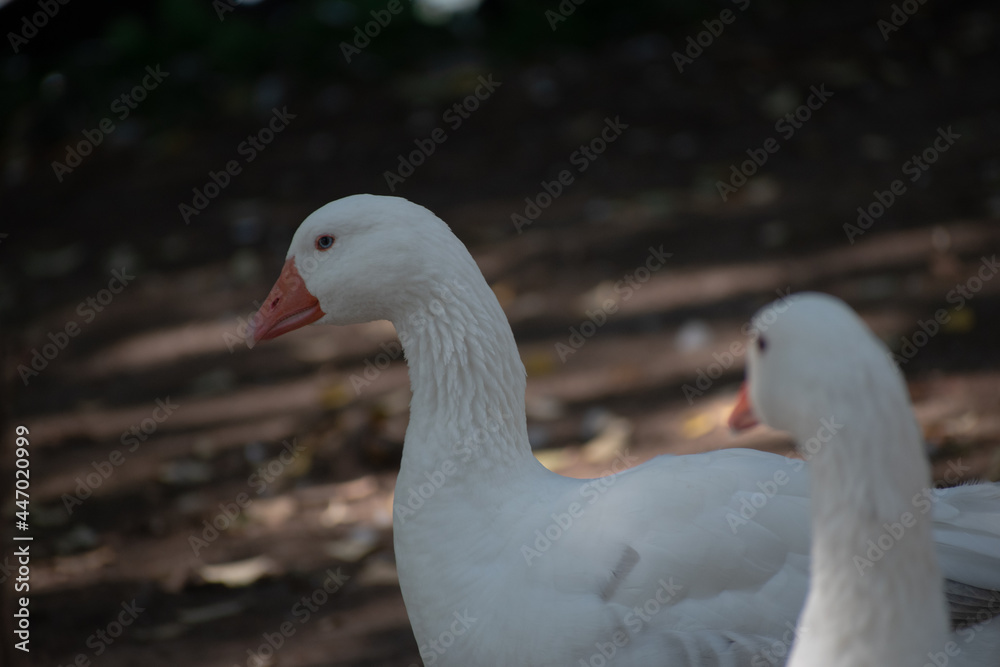 White Duck Swimming. White Duck Posing. Ducks Walking. Ducks in Nature. White Duck Swimming. White Duck Posing. Ducks Walking. Ducks in Nature.