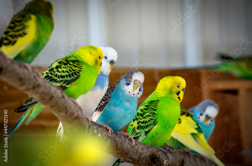 Parakeets