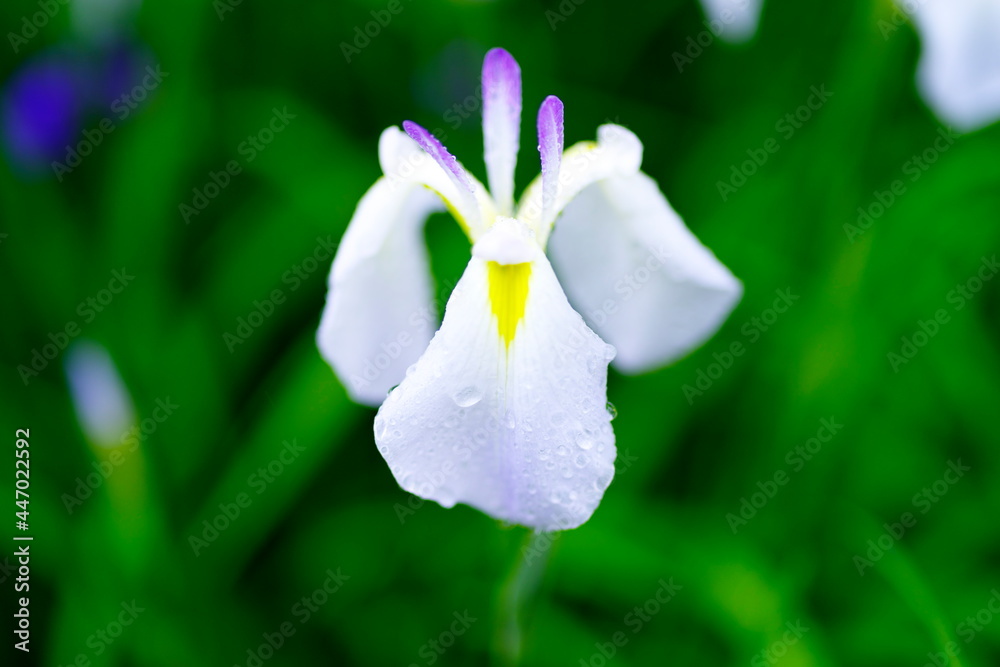 Fototapeta premium ショウブの花