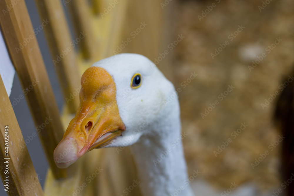 duck looks into the lens. a bird with white feathers and a yellow beak. zoo animals duck looks into the lens. a bird with white feathers and a yellow beak. zoo animals