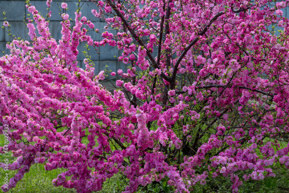 bush branches in pink flowers. Far Eastern beautiful sakura in spring. Blooming in spring