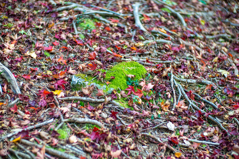 大分県の紅葉のくじゅう連山の風景 Mt.Kujyu range scenery of autumn leaves in Oita Prefecture 大分県の紅葉のくじゅう連山の風景 Mt.Kujyu range scenery of autumn leaves in Oita Prefecture