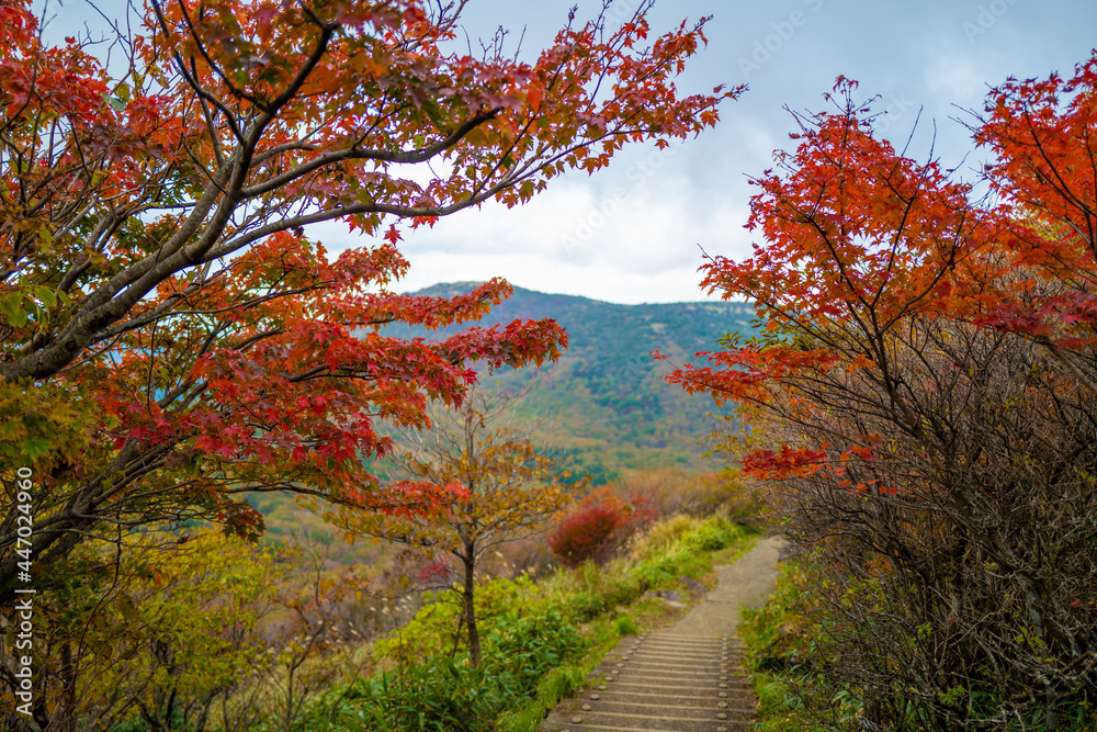 大分県の紅葉のくじゅう連山の風景 Mt.Kujyu range scenery of autumn leaves in Oita Prefecture 大分県の紅葉のくじゅう連山の風景 Mt.Kujyu range scenery of autumn leaves in Oita Prefecture