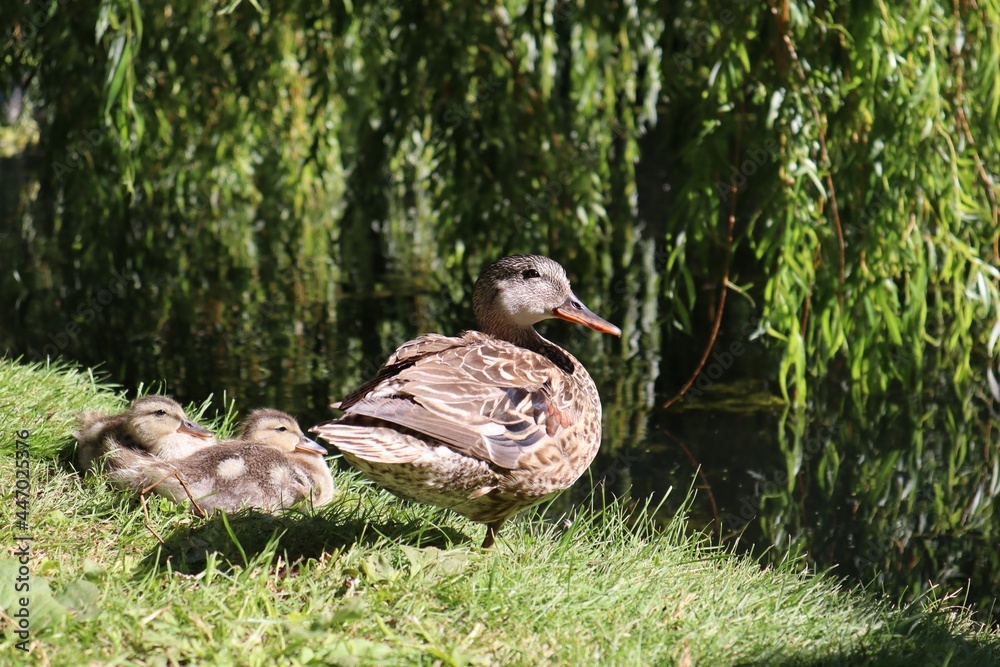 duck and ducklings