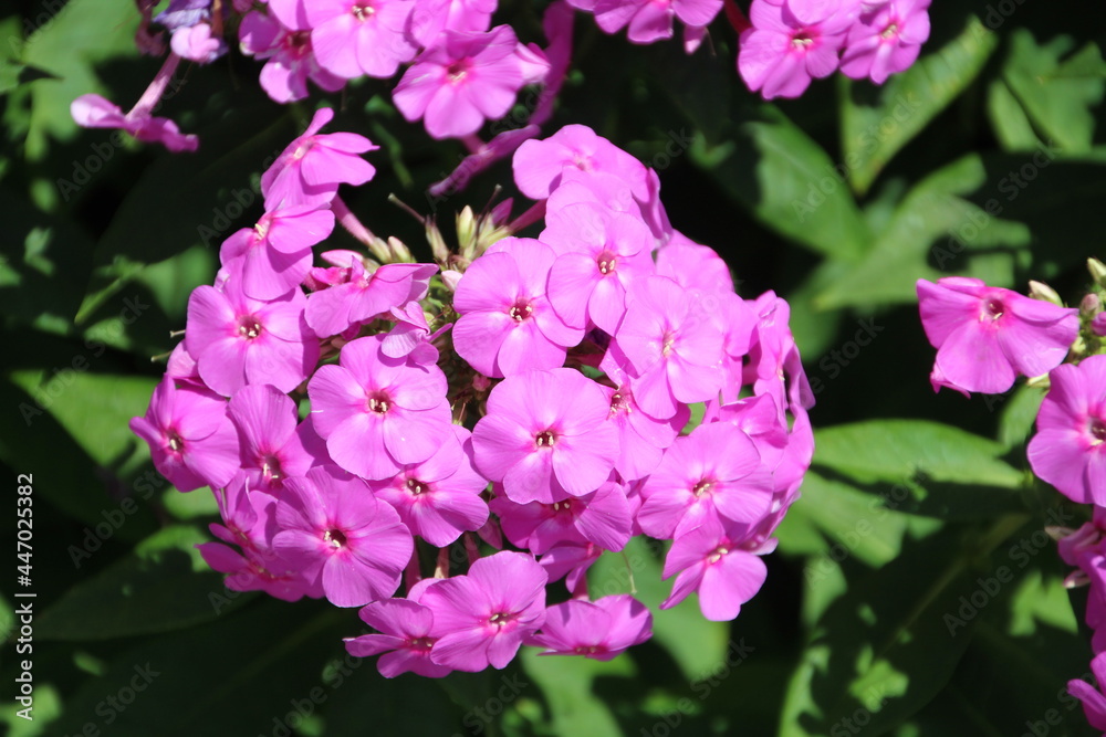 Fototapeta premium Purple Blooms, Edmonton, Alberta