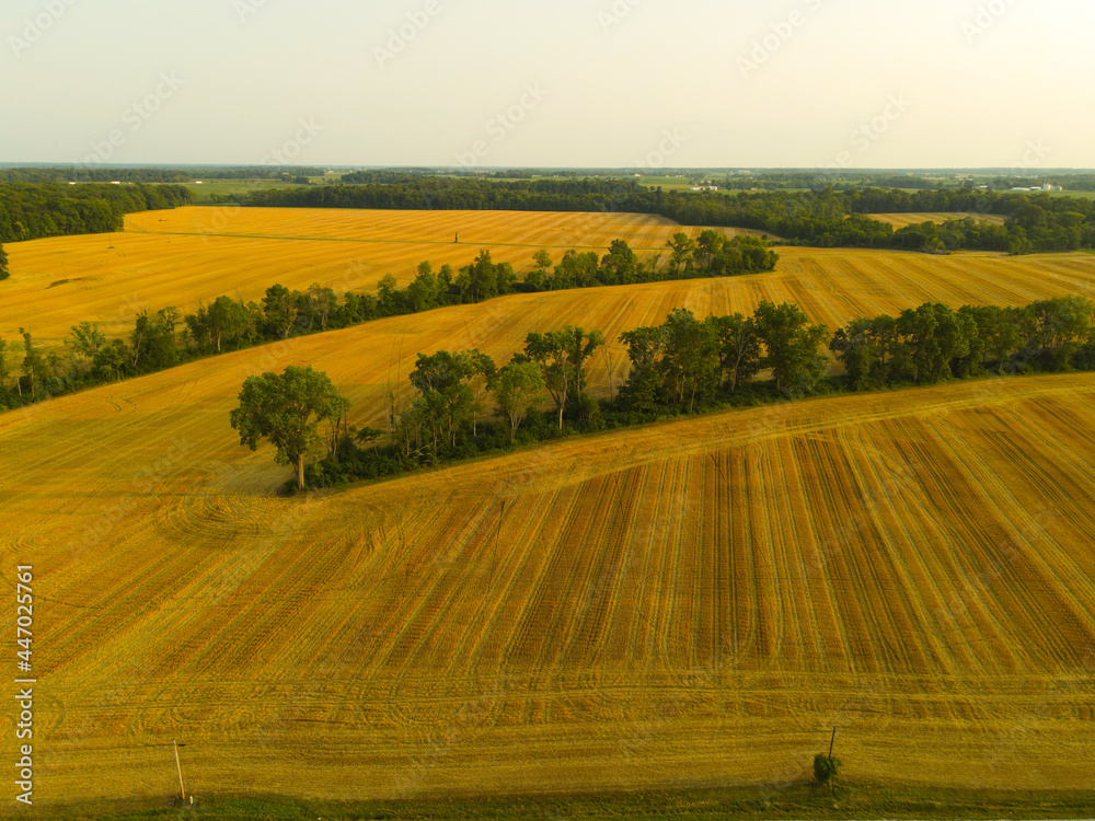 Fototapeta premium Country Tree Line