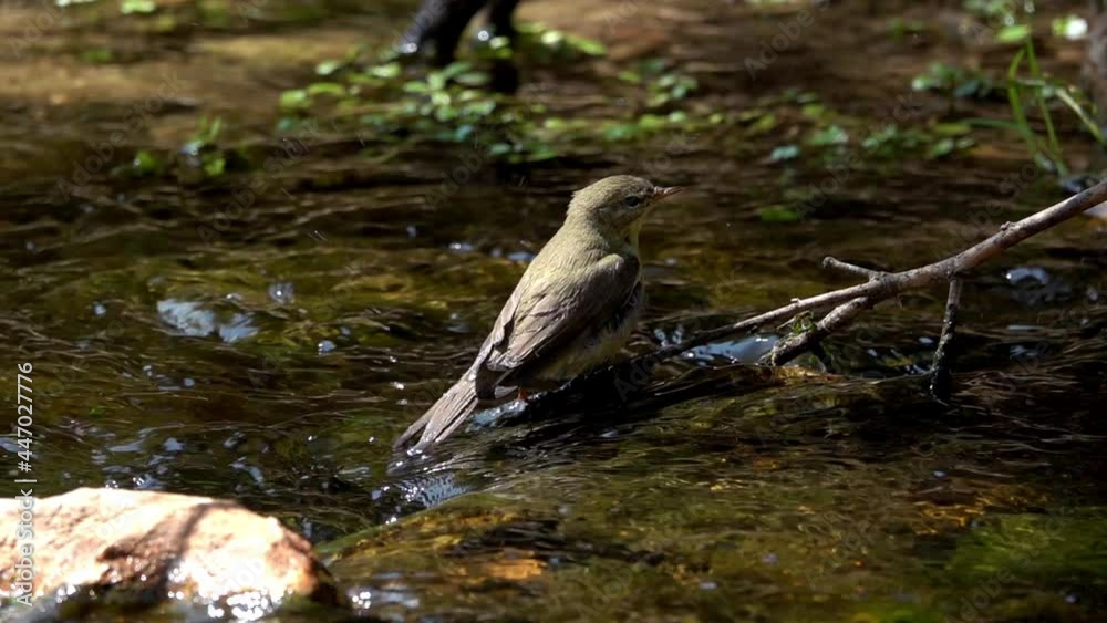 Warbler bathing in stream
Close up Slow motion shot from Israel,2021
Warbler bathing in stream
Close up Slow motion shot from Israel,2021