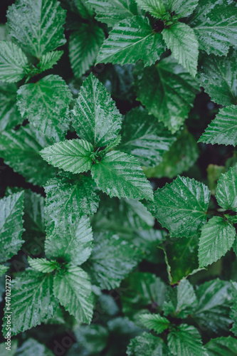 green leaf background in rainy season natural leaves