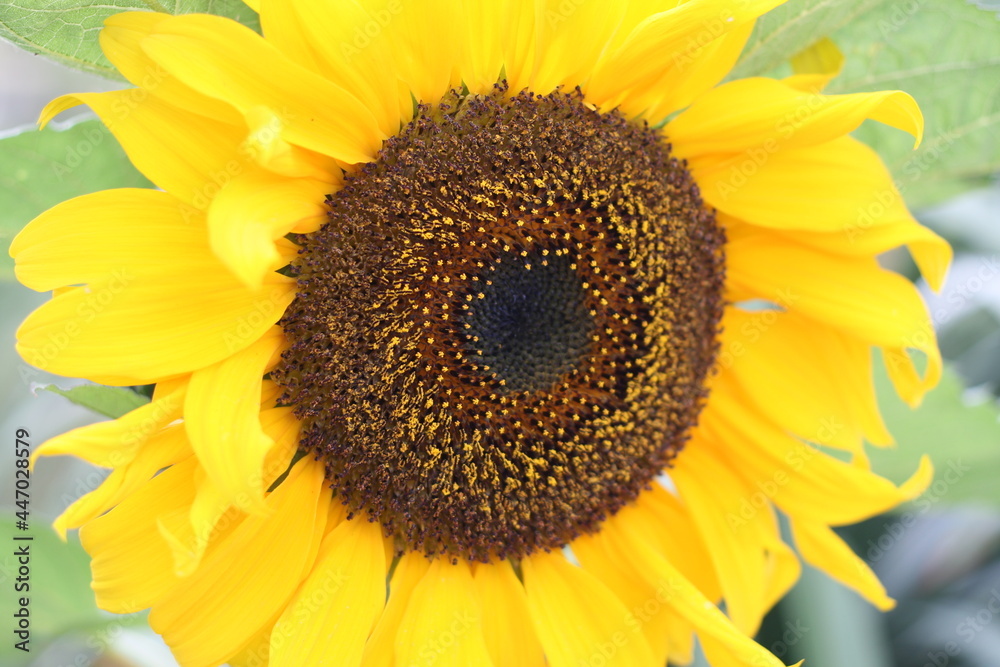 Obraz premium Sunflower