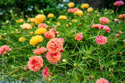 Blossom pink Portulaca grandiflora in morning background.
