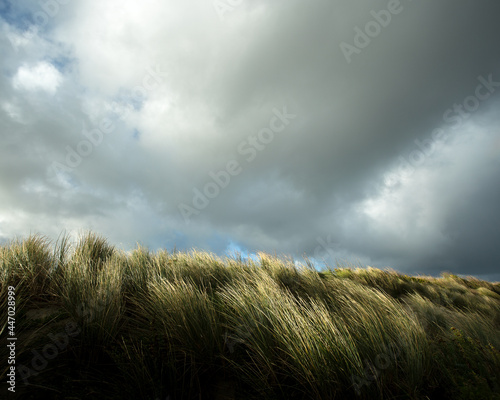 Sea grass on a southern Australian coastal dune. photo