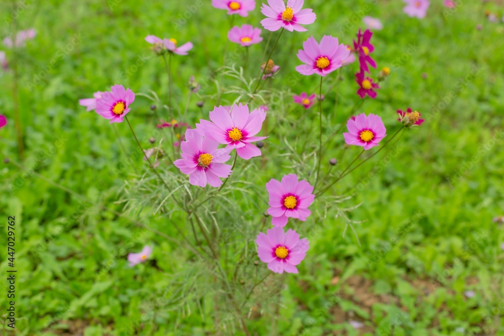 purple cosmos flowers blooming in flower garden of showakinen park, tokyo, japan purple cosmos flowers blooming in flower garden of showakinen park, tokyo, japan