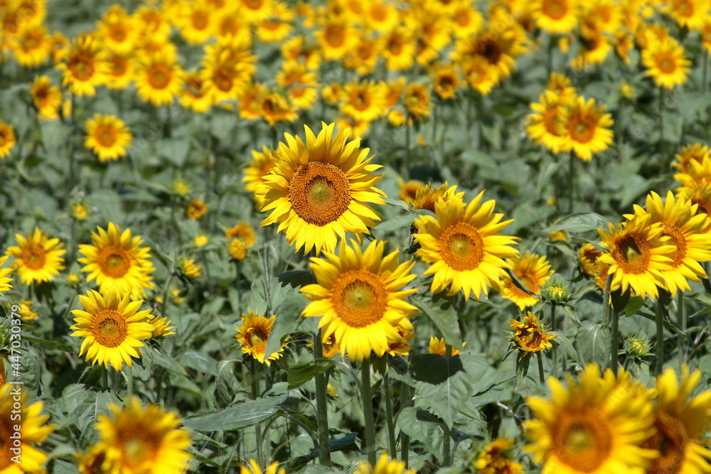 I want to go to a sunflower field to take some nice photos I want to go to a sunflower field to take some nice photos