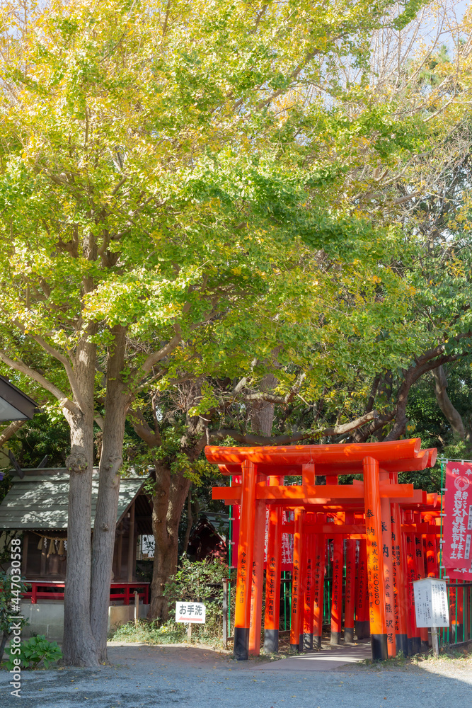 autumn trees and lining up small red torii gates of kugenumafushimi inari shrine in kanagawa, japan autumn trees and lining up small red torii gates of kugenumafushimi inari shrine in kanagawa, japan