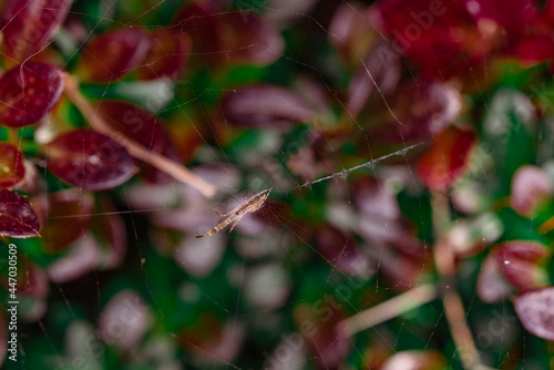 Beautiful close-up detail of spider and spider web in front of blurred color background. Spider fragment macro shot local focus. Horizontal abstract texture with blurred background for design.