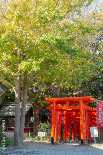 autumn trees and lining up small red torii gates of kugenumafushimi inari shrine in kanagawa  japan